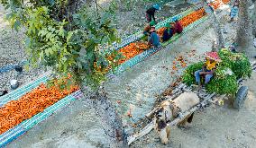 Harvesting Carrots In Bangladesh