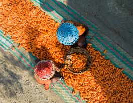 Harvesting Carrots In Bangladesh