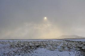 Swan Lake in Rongcheng