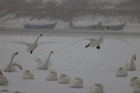 Swan Lake in Rongcheng