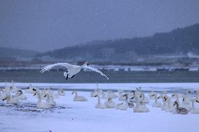 Swan Lake in Rongcheng