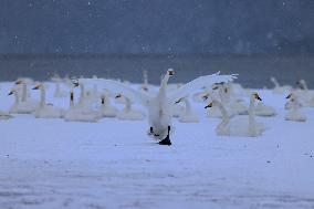 Swan Lake in Rongcheng