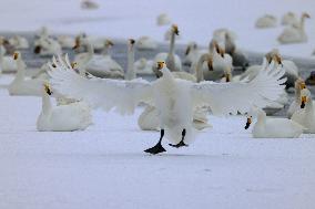 Swan Lake in Rongcheng