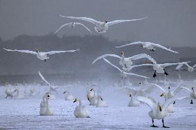 Swan Lake in Rongcheng