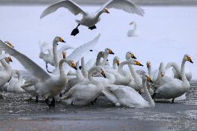 Swan Lake in Rongcheng