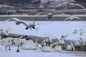 Swan Lake in Rongcheng