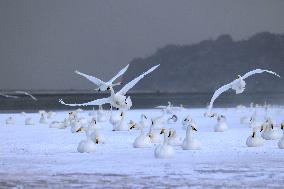 Swan Lake in Rongcheng