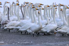 Swan Lake in Rongcheng