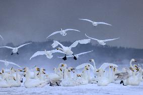 Swan Lake in Rongcheng