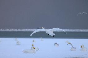 Swan Lake in Rongcheng