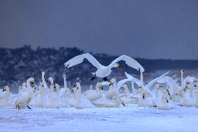 Swan Lake in Rongcheng