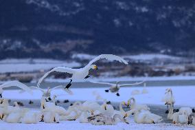 Swan Lake in Rongcheng