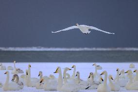 Swan Lake in Rongcheng