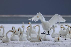 Swan Lake in Rongcheng