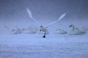Swan Lake in Rongcheng