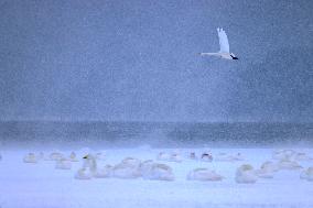 Swan Lake in Rongcheng