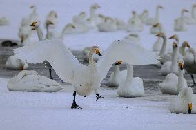 Swan Lake in Rongcheng