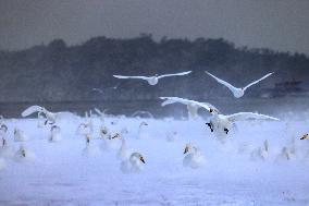 Swan Lake in Rongcheng