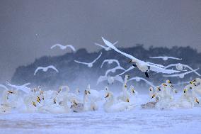 Swan Lake in Rongcheng