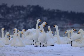 Swan Lake in Rongcheng