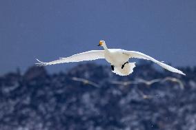 Swan Lake in Rongcheng