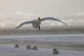 Swan Lake in Rongcheng