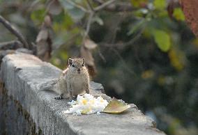 Squirrel Eats Food