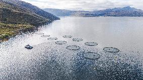 Drone View of Salmon Farming Facility in a Norwegian Fjord