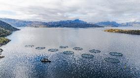 Drone View of Salmon Farming Facility in a Norwegian Fjord