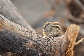 India-Squirrel