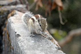 India-Squirrel