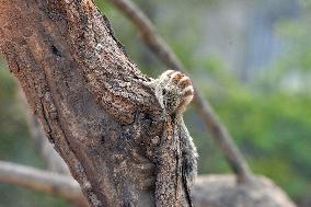 India-Squirrel