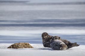Saimaa ringed seal