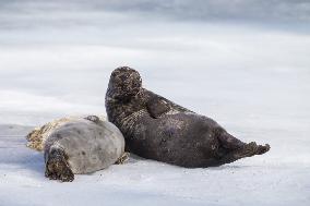 Saimaa ringed seal