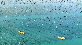 Kelp Breeding Area - China