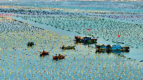 Kelp Breeding Area - China