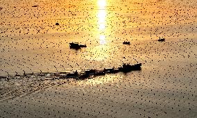 Kelp Breeding Area - China
