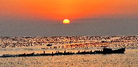 Kelp Breeding Area - China
