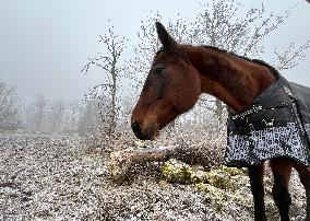 Foggy Weather In Orkestergen