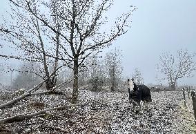 Foggy Weather In Orkestergen