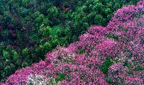 Blooming Plum Blossoms in Chongqing