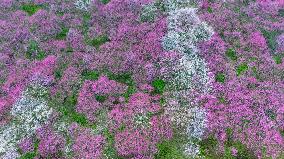 Blooming Plum Blossoms in Chongqing