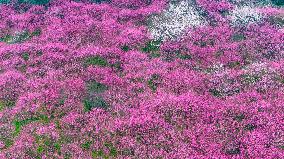 Blooming Plum Blossoms in Chongqing