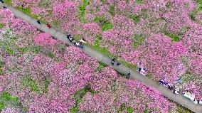 Blooming Plum Blossoms in Chongqing