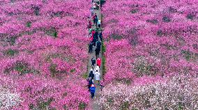 Blooming Plum Blossoms in Chongqing