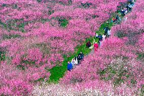 Blooming Plum Blossoms in Chongqing