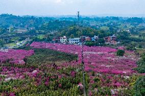 Blooming Plum Blossoms in Chongqing