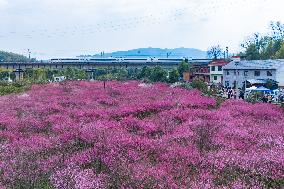 Blooming Plum Blossoms in Chongqing