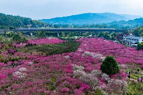 Blooming Plum Blossoms in Chongqing