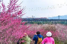 Blooming Plum Blossoms in Chongqing